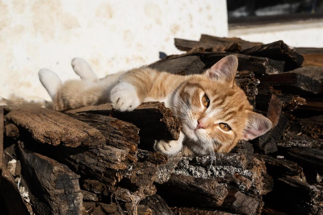 Toetscherhof Terento Dış mekan fotoğraf